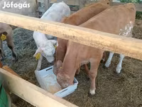أبقار (دفعة، الجنس غير محدد), Simmental cattle — الصورة 2