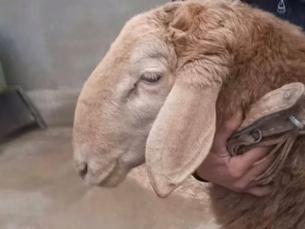 Beran, Arashan sheep