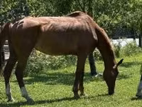 घोड़ा, Hungarian horse breed — फ़ोटो 1