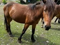 घोड़ी, Međimurje horse — फ़ोटो 6