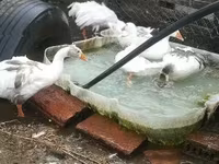 Geese — foto 8