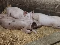 Säue, Schweine — Foto 4