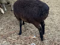 Sheep (batch, sex not specified), Sheep — photo 3