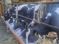 بقرة, Russian Black pied cattle — الصورة 3