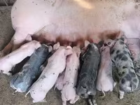 Boar, Pigs — photo 2