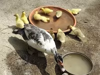 Ducks — الصورة 3