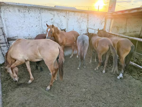 Yegua, Horse breed