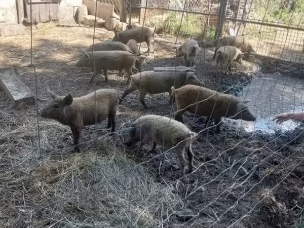 Prasata (šarže, pohlaví neuvedeno),  — Maďarsko