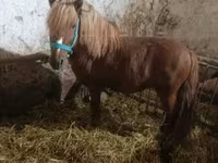 公马, Horses — 照片 2