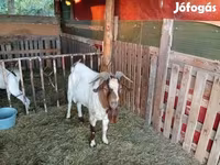 Bak, Boer goat — 1. fotó