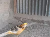 جولدن إيطالي — الصورة 3