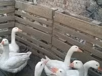 Geese — 2-сурет