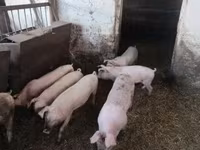मादा सूअर — फ़ोटो 2
