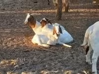 母牛, Cattle — 照片 4