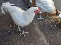 ऑस्ट्रेलॉर्प — फ़ोटो 4