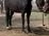 فرس, Orlov Trotter — الصورة 5