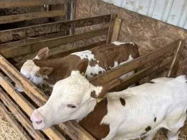 Vaca, Raza gris húngara