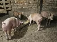 Pigs (batch, sex not specified), Pigs — photo 3