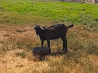Kozel, Nubian Goat — foto 4