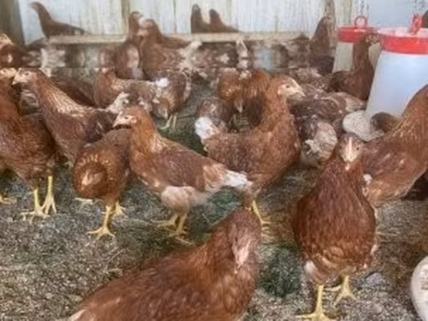 Chickens — Maďarsko