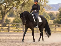 Hing, Friesian — 8. fotó