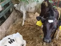 Bulle, Holstein-Rasse — Foto 2