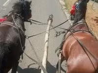 母马, Horses — 照片 6