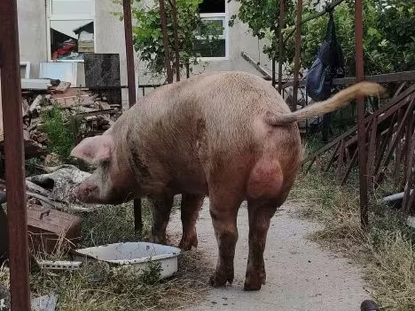 Sow, Pigs