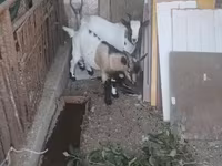 Billy Goat, Dutch Landrace goats — photo 3