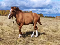 Jument, Chevaux — photo 1