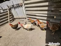 Chickens — foto 3