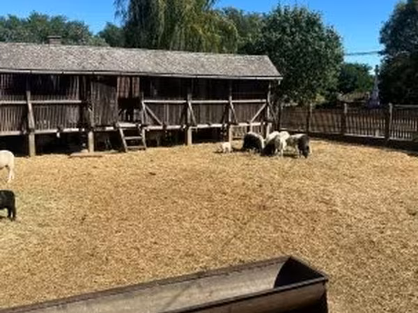 Kos, Merino sheep — Magyarország