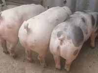 Boar — photo 1