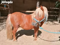 Hing, Shetland Pony — 3. fotó