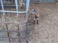 Kos, Cameroon sheep — 5. fotó