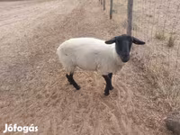 Oveja, White Suffolk sheep — foto 4