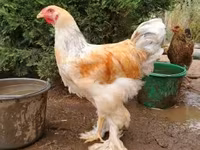 براهما — الصورة 1