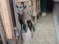 تيس, Alpine goat — الصورة 5