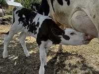 Tehén, Holstein fajta — 4. fotó