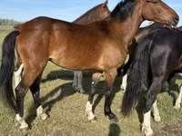 Kanca, Dutch warmblood horse — 2. fotó