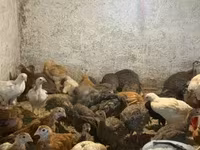 Chickens — 照片 4