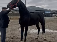 Kůň, Orlov Trotter — foto 1