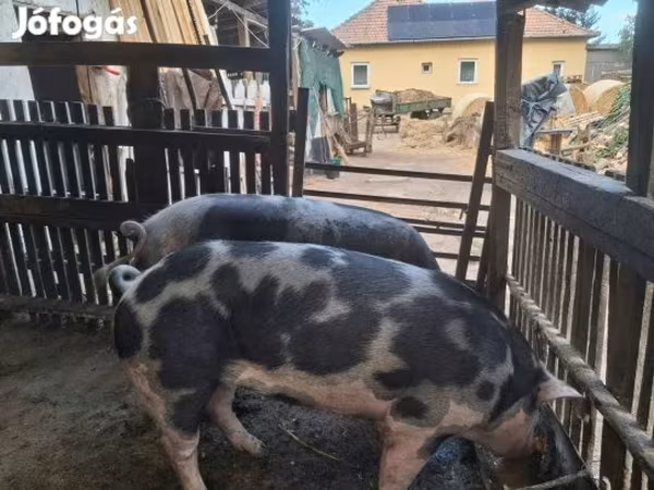 Boar,  — Hungary
