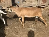 公羊, Cameroon sheep — 照片 4