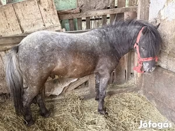 Hing, Lovak — Magyarország
