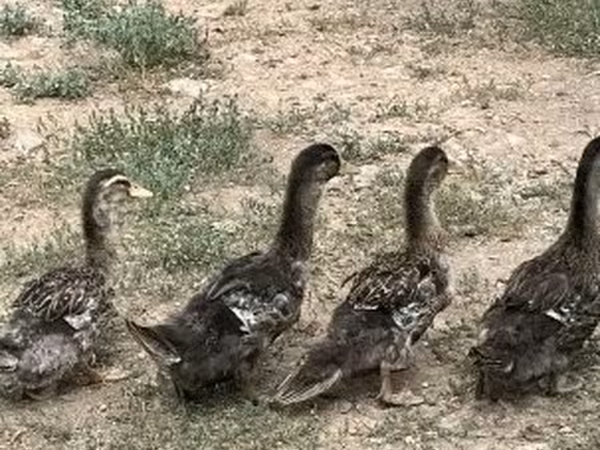 Ducks — Hungary