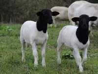 绵羊（批次，未指定性别）, Dorper sheep — 照片 4