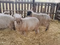 公羊, Racka sheep — 照片 1