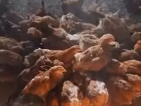 Chickens — 4. fotó
