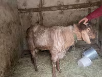 Cabro, Nubian Goat — foto 2